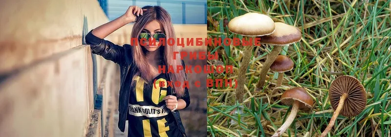 Галлюциногенные грибы MAGIC MUSHROOMS  сайты даркнета официальный сайт  Голицыно 